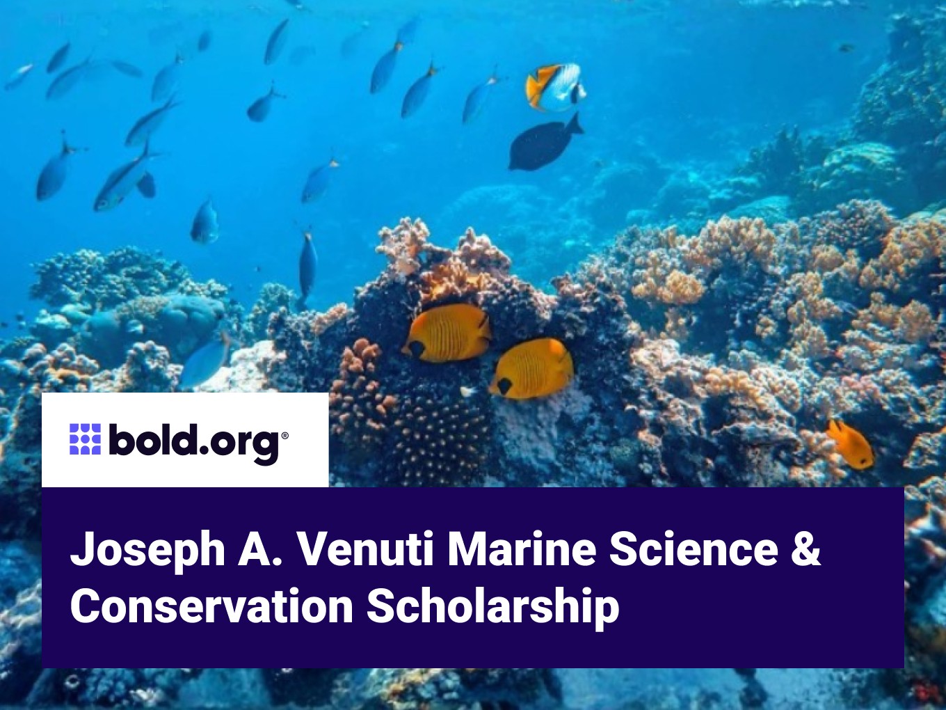 Scholarship cover image