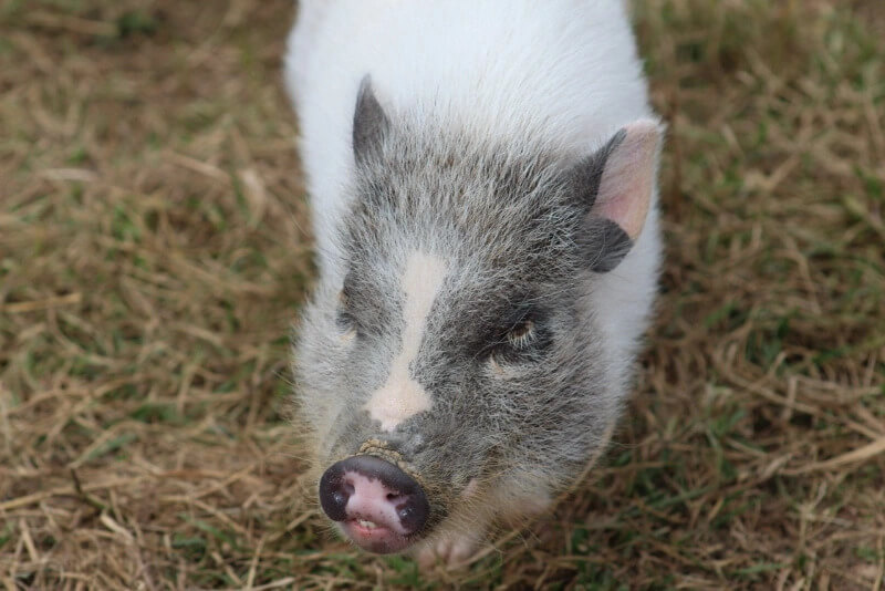 Veterinarian Scholarships Image 5