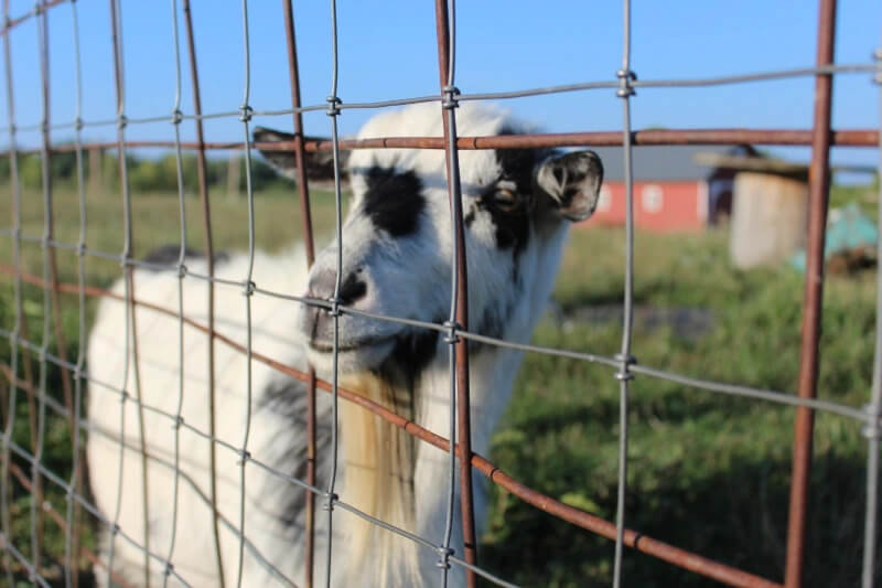 Veterinarian Scholarships Image 6